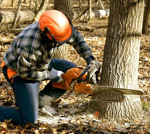 Tree Removal in Gravelly, AR